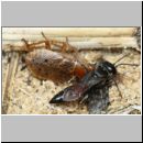 Tachysphex obscuripennis - Grabwespe w11g 8mm mit Schabe - Sandgrube Niedringhaussee.jpg